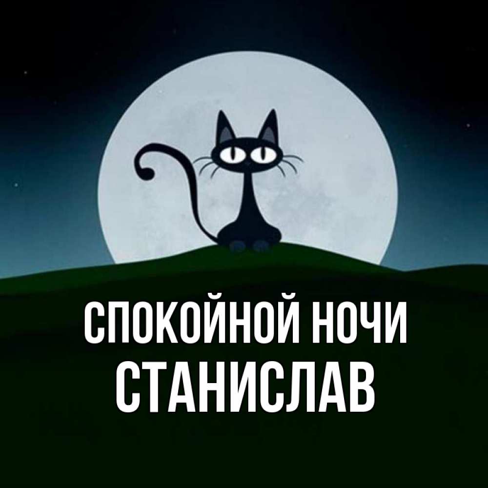 Кот стасик дзен