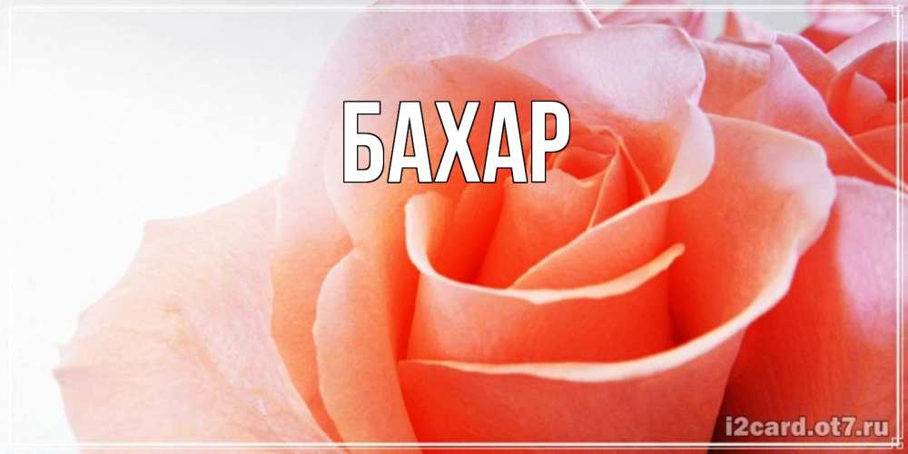 Открытка на каждый день с именем, Бахар Главная открытка на день Святого Валентина с розовой розой Прикольная открытка с пожеланием онлайн скачать бесплатно 