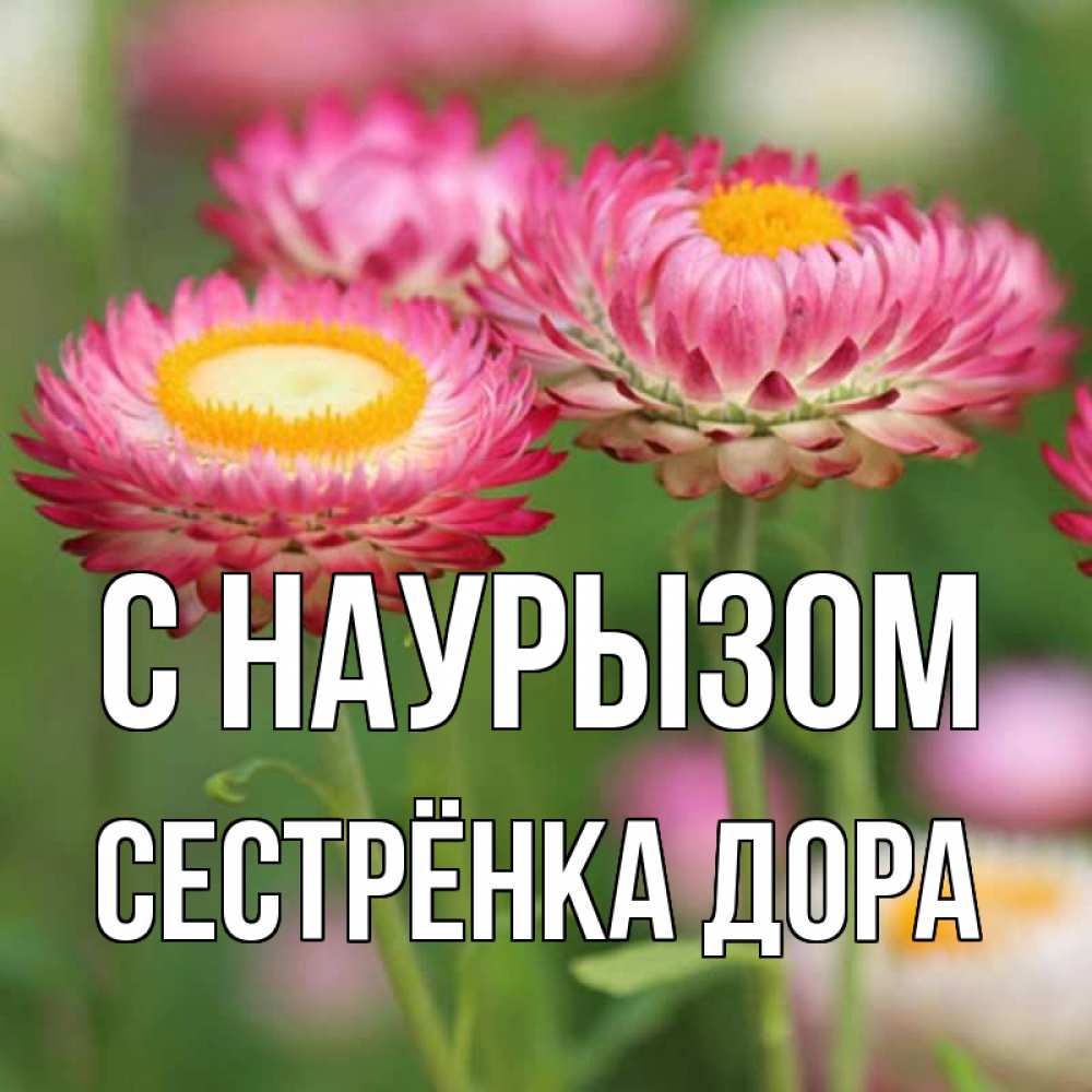 Открытка на каждый день с именем, Сестрёнка-Дора С наурызом подарок на международный женский день Прикольная открытка с пожеланием онлайн скачать бесплатно 