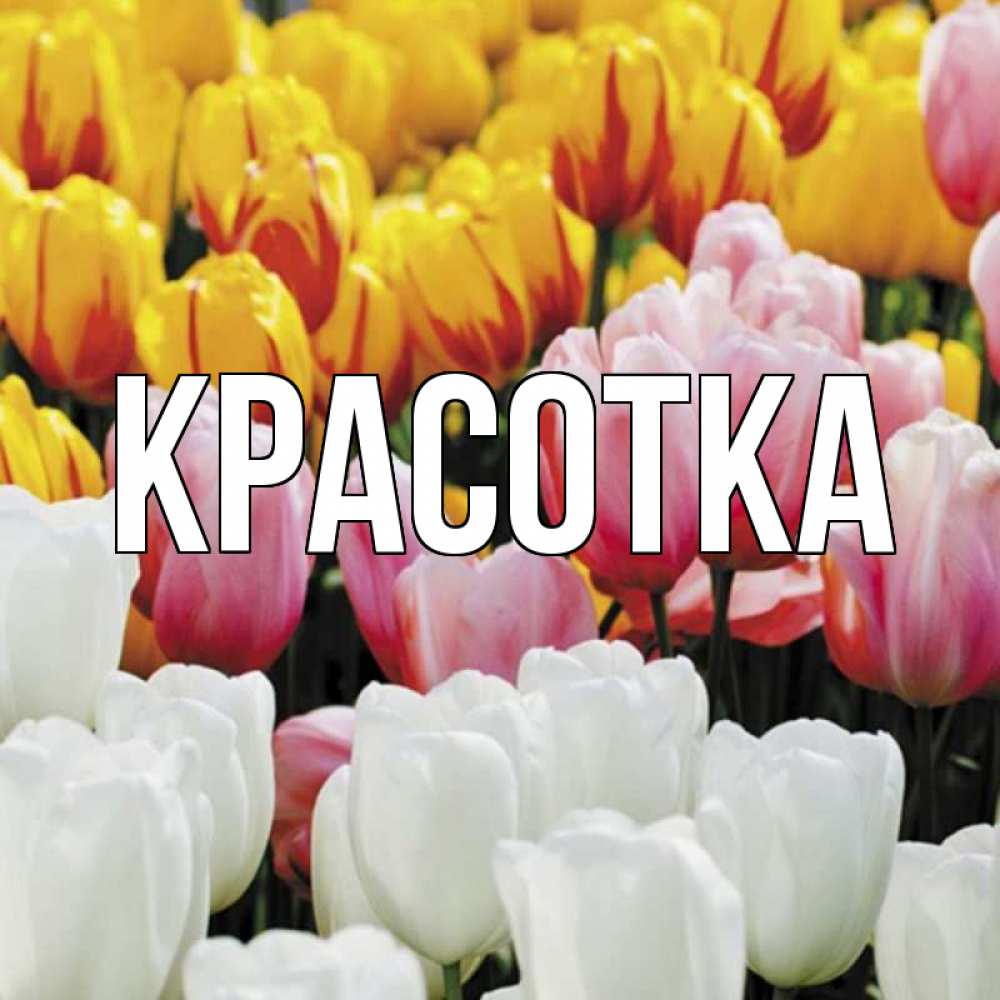 Открытка на каждый день с именем, красотка Главная разноцветные цветы Прикольная открытка с пожеланием онлайн скачать бесплатно 