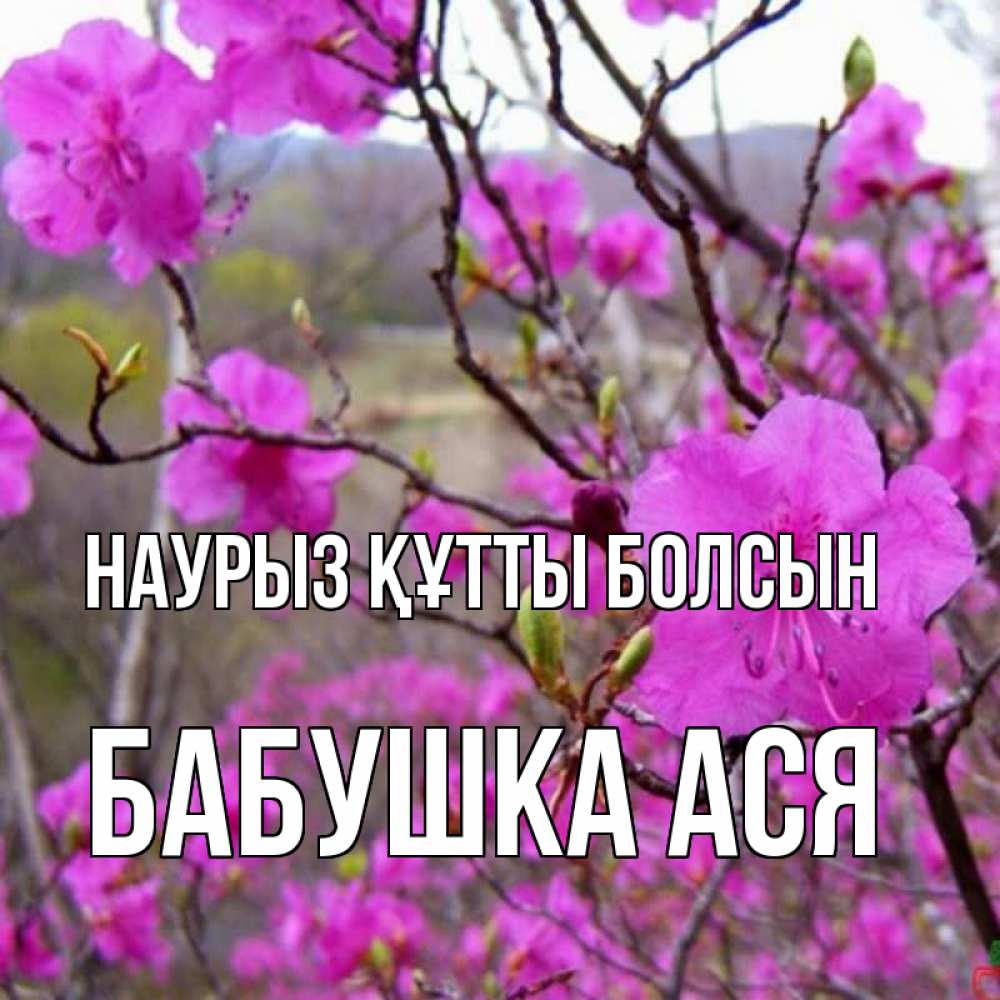 Открытка на каждый день с именем, Бабушка-Ася Наурыз құтты болсын наурыз мейрамы кутты болсын Прикольная открытка с пожеланием онлайн скачать бесплатно 
