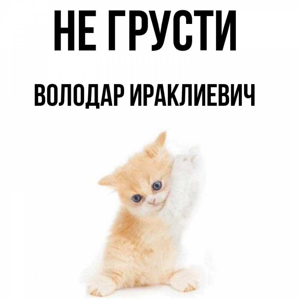 Открытка на каждый день с именем, Володар-Ираклиевич Не грусти просящий кот Прикольная открытка с пожеланием онлайн скачать бесплатно 