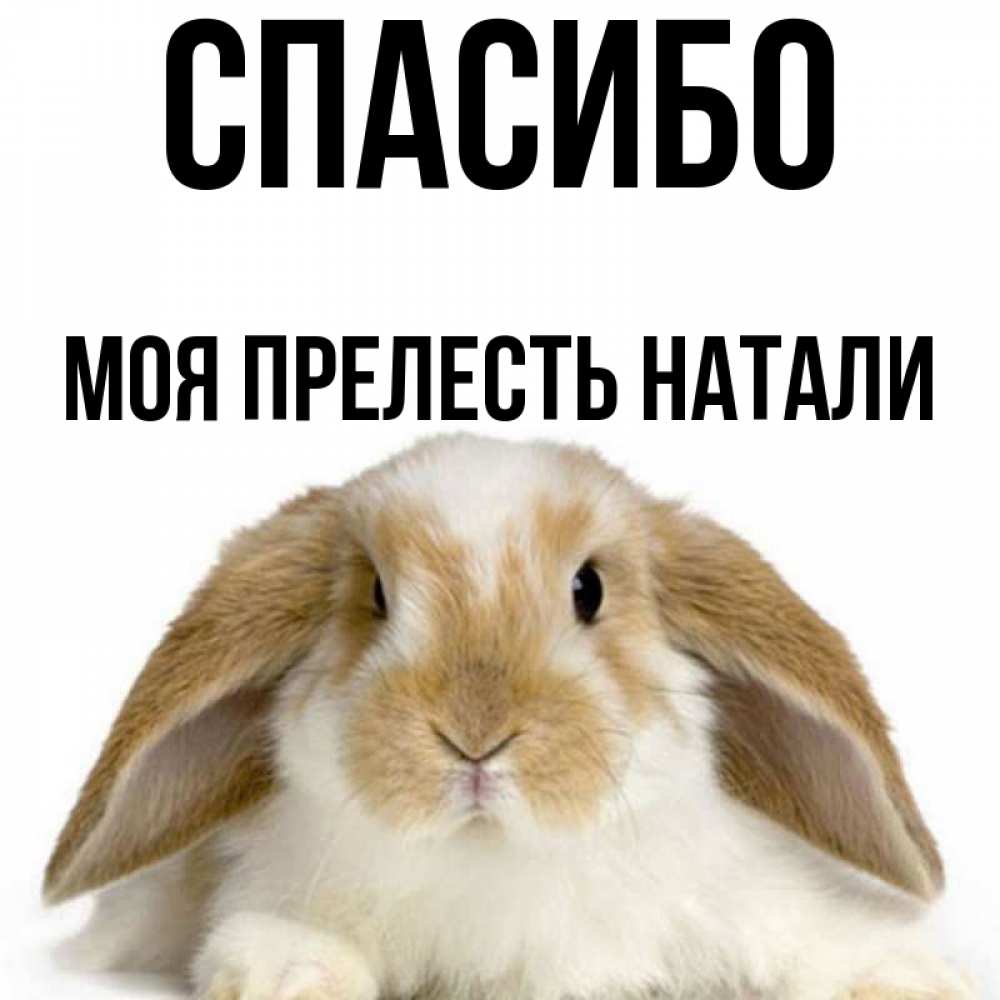Спасибо моя прелесть картинки