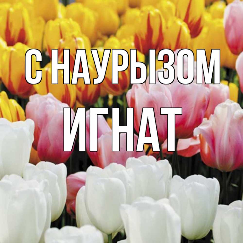 Открытка на каждый день с именем, Игнат С наурызом разноцветные цветы Прикольная открытка с пожеланием онлайн скачать бесплатно 