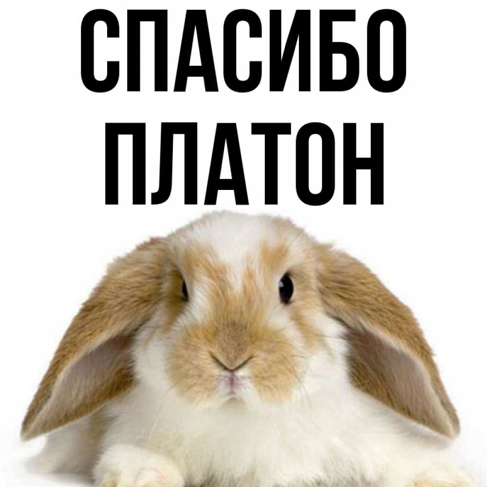 Открытка на каждый день с именем, Платон Спасибо коричнево белый заяц Прикольная открытка с пожеланием онлайн скачать бесплатно 