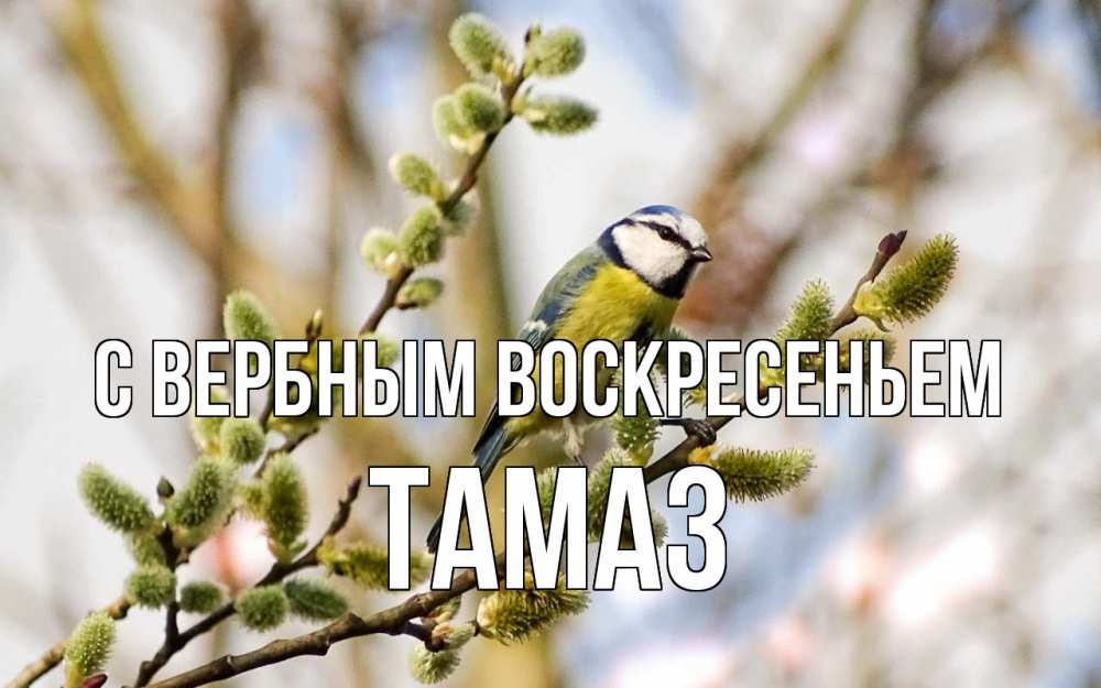 Открытка на каждый день с именем, Тамаз С вербным воскресеньем верба Прикольная открытка с пожеланием онлайн скачать бесплатно 