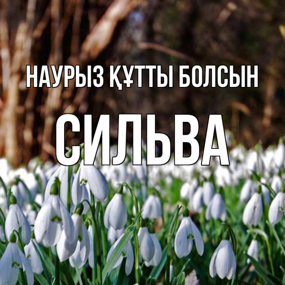 Открытка на каждый день с именем, Сильва Наурыз құтты болсын с подснежниками 1 Прикольная открытка с пожеланием онлайн скачать бесплатно 