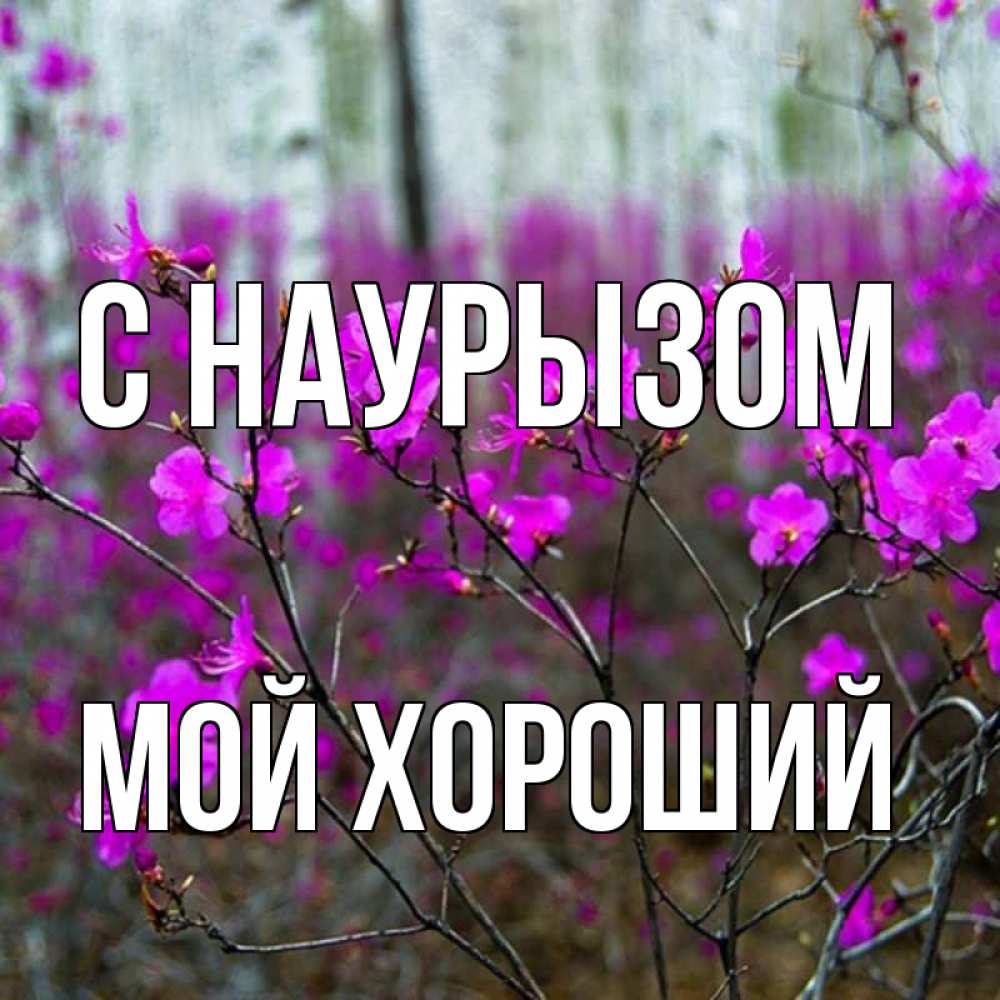Багульник Байкальский трава