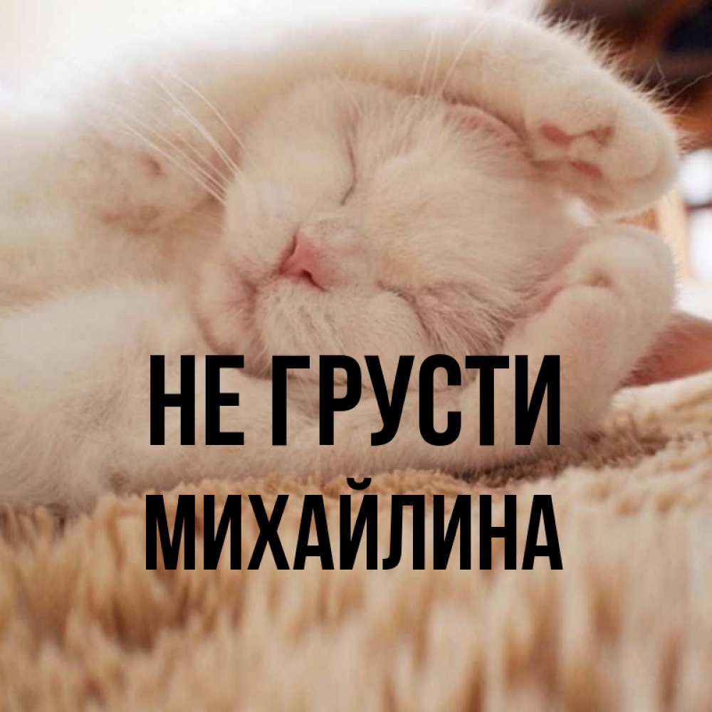 Открытка на каждый день с именем, Михайлина Не грусти Котенок спит Прикольная открытка с пожеланием онлайн скачать бесплатно 