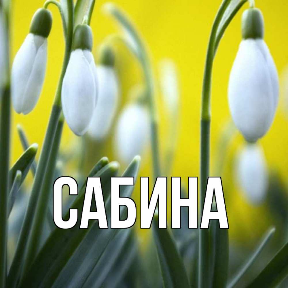 Открытка на каждый день с именем, Сабина Главная весенние цветы Прикольная открытка с пожеланием онлайн скачать бесплатно 