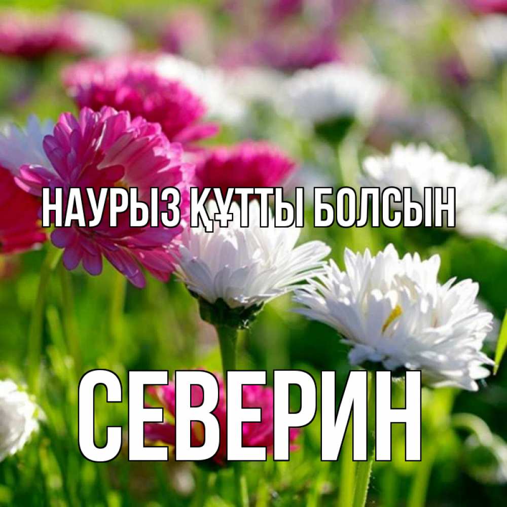 Открытка на каждый день с именем, Северин Наурыз құтты болсын наурыз Прикольная открытка с пожеланием онлайн скачать бесплатно 