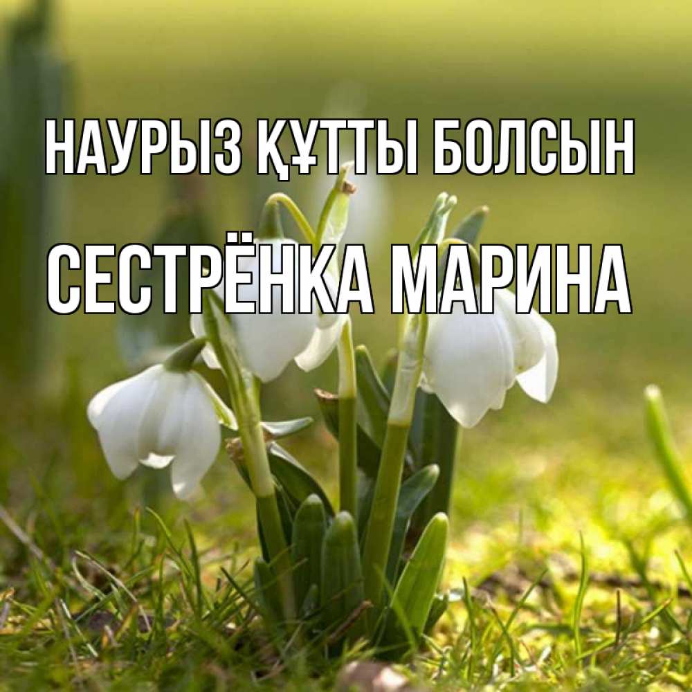 Открытка на каждый день с именем, Сестрёнка-Марина Наурыз құтты болсын ранние цветы 2 Прикольная открытка с пожеланием онлайн скачать бесплатно 