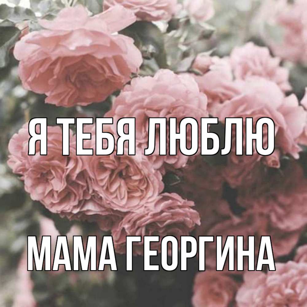 Открытка на каждый день с именем, Мама-Георгина Я тебя люблю розы 3 Прикольная открытка с пожеланием онлайн скачать бесплатно 