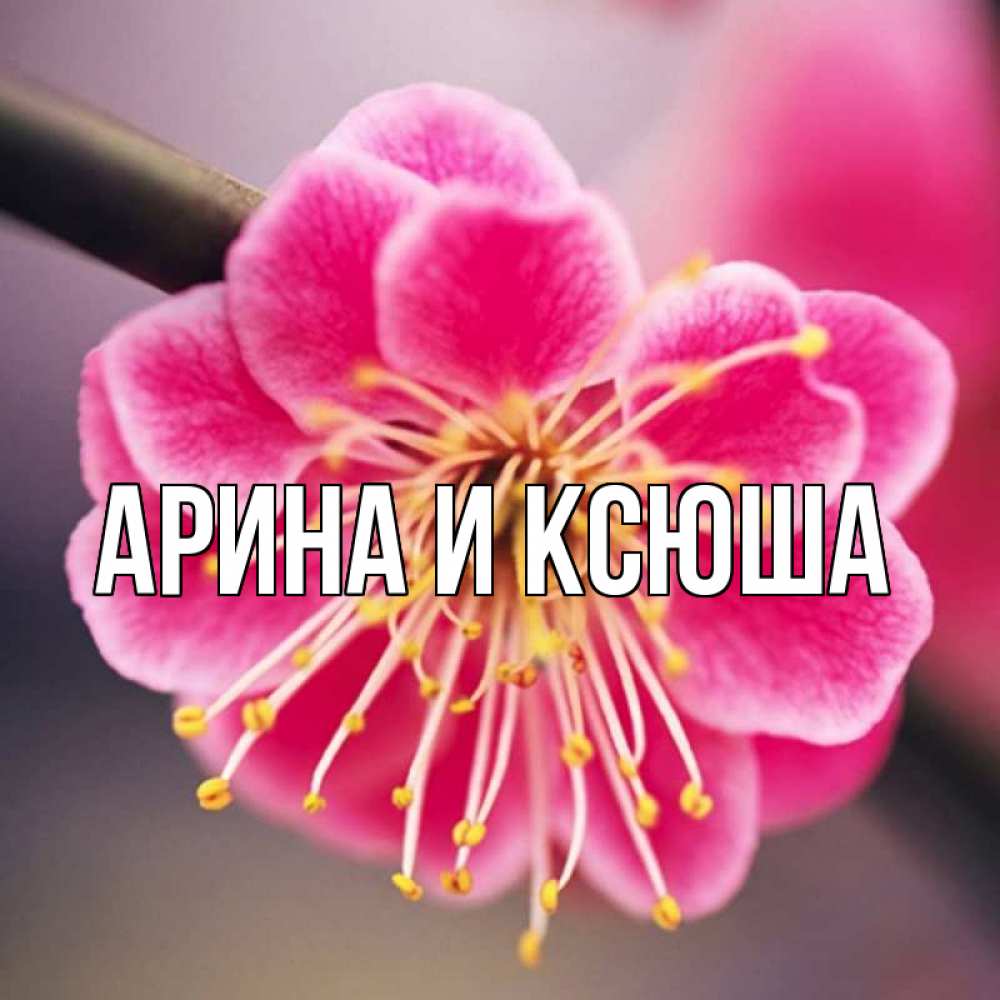 Открытка на каждый день с именем, Арина-и-Ксюша Главная цветы Прикольная открытка с пожеланием онлайн скачать бесплатно 