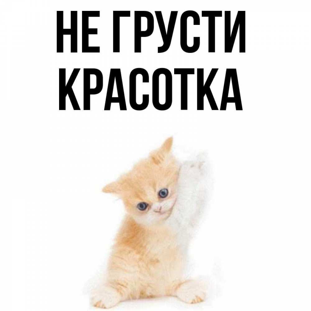 Открытка на каждый день с именем, красотка Не грусти просящий кот Прикольная открытка с пожеланием онлайн скачать бесплатно 