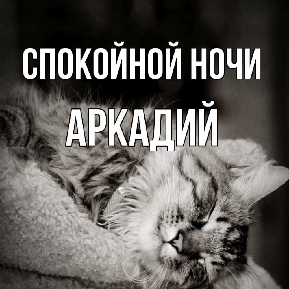 Открытка на каждый день с именем, Аркадий Спокойной ночи котярик пушистый Прикольная открытка с пожеланием онлайн скачать бесплатно 