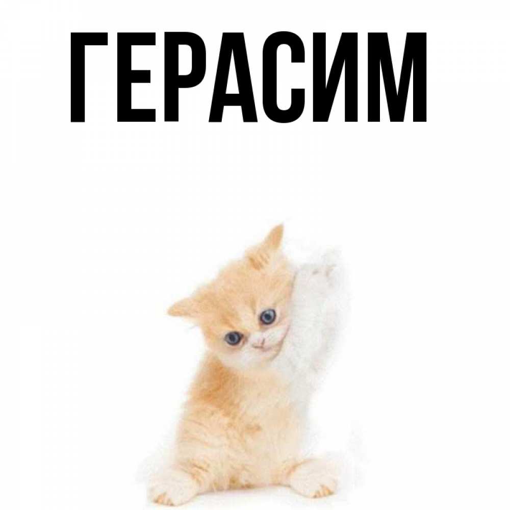 Открытка на каждый день с именем, Герасим Главная просящий кот Прикольная открытка с пожеланием онлайн скачать бесплатно 