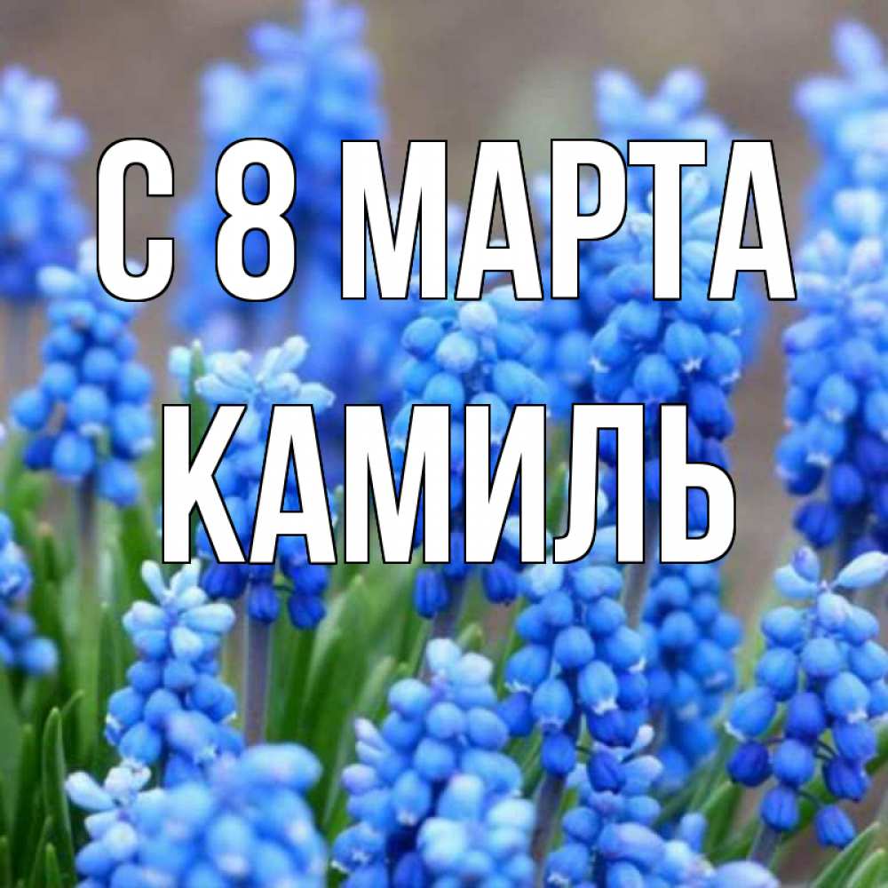 Открытка на каждый день с именем, Камиль С 8 марта Поздравительная открытка для женщин с цветами на праздничную дату Прикольная открытка с пожеланием онлайн скачать бесплатно 