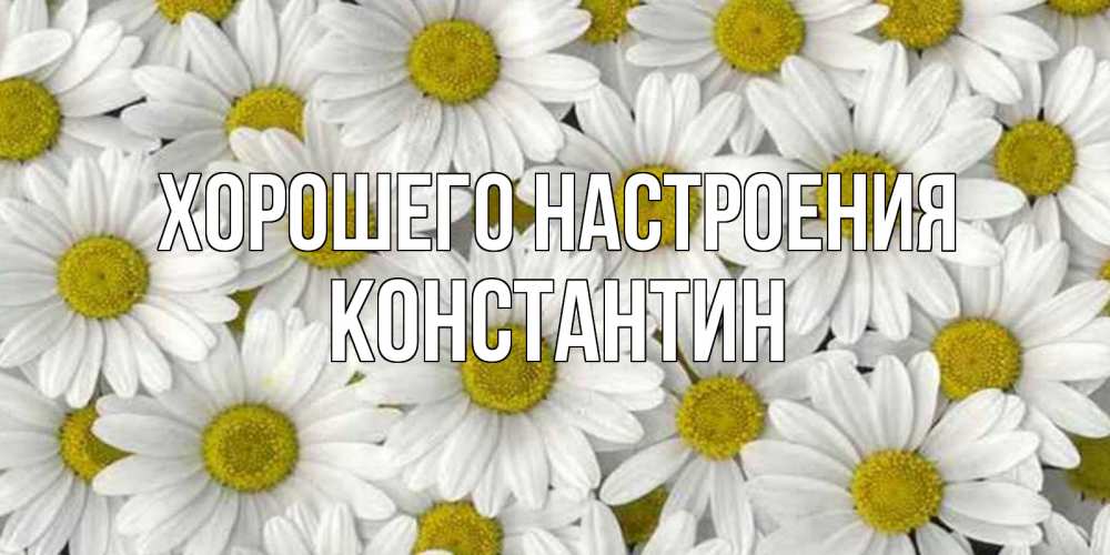 Открытка на каждый день с именем, Константин Хорошего настроения поляна ромашек Прикольная открытка с пожеланием онлайн скачать бесплатно 