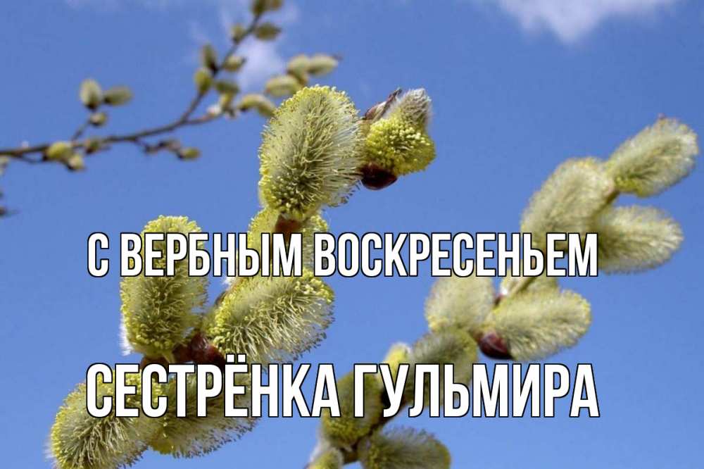 Открытка на каждый день с именем, Сестрёнка-Гульмира С вербным воскресеньем верба Прикольная открытка с пожеланием онлайн скачать бесплатно 