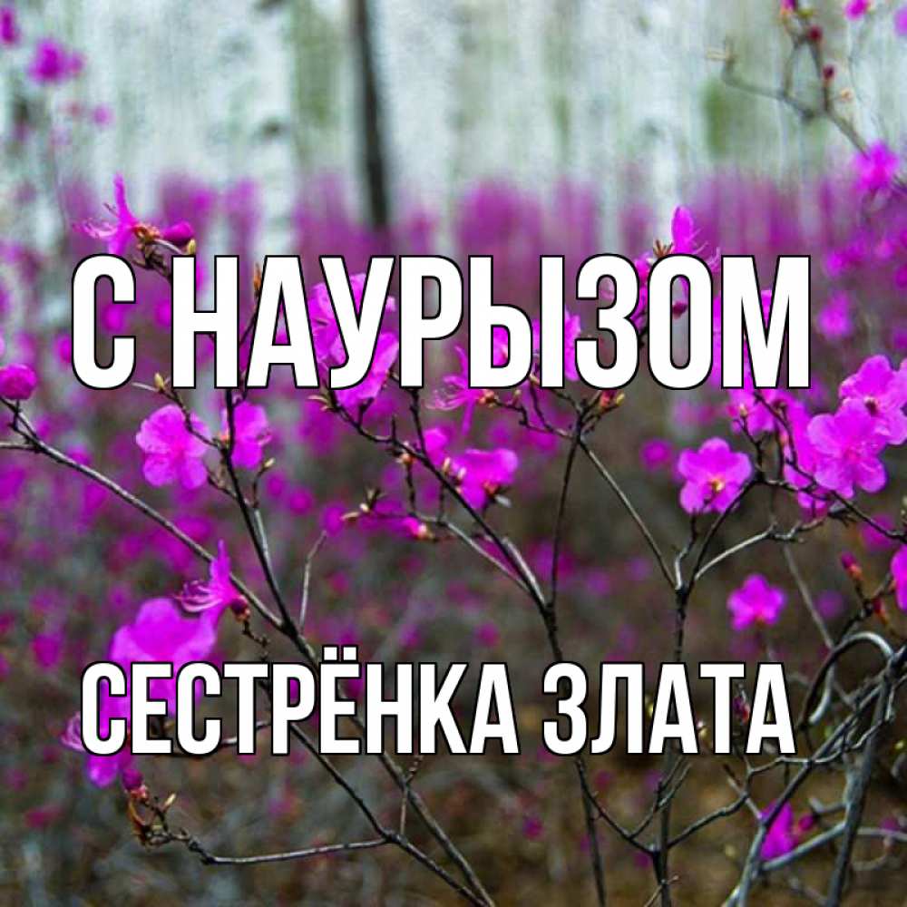 Открытка на каждый день с именем, Сестрёнка-Злата С наурызом дикие цветы Прикольная открытка с пожеланием онлайн скачать бесплатно 