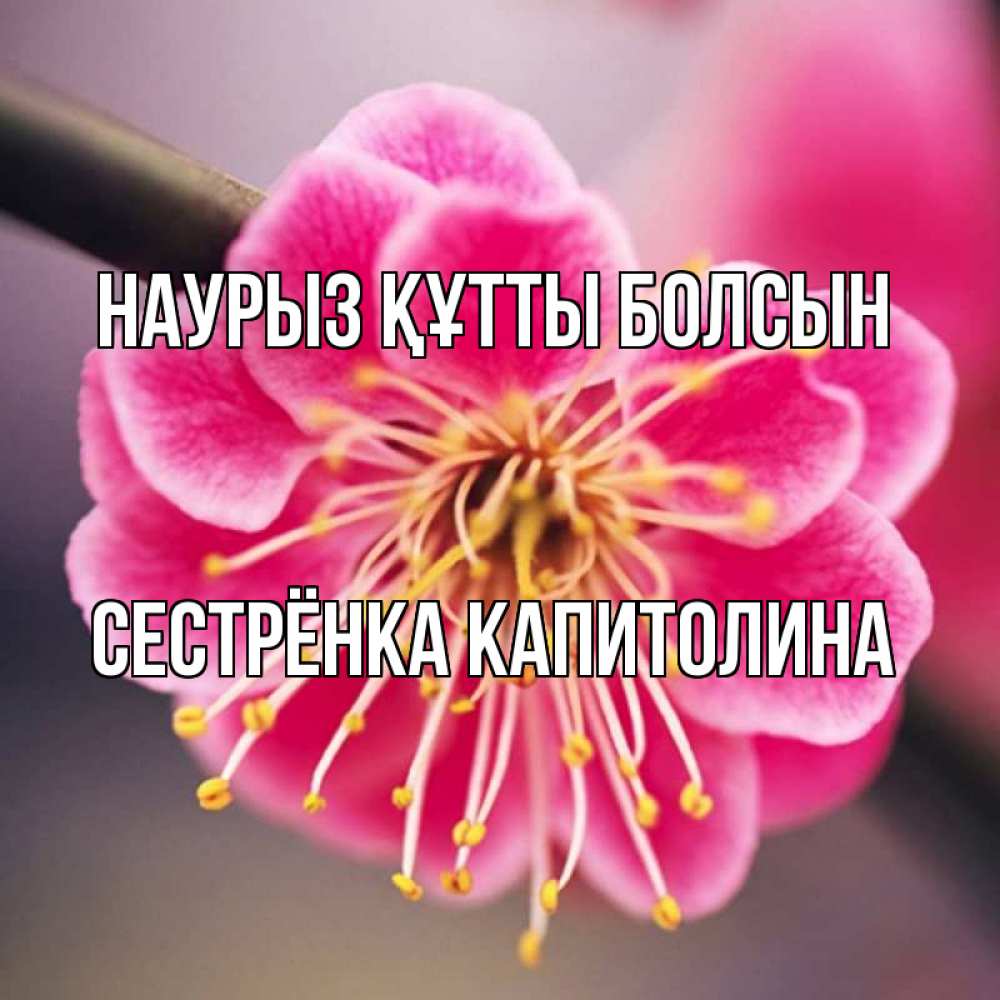 Открытка на каждый день с именем, Сестрёнка-Капитолина Наурыз құтты болсын цветы Прикольная открытка с пожеланием онлайн скачать бесплатно 