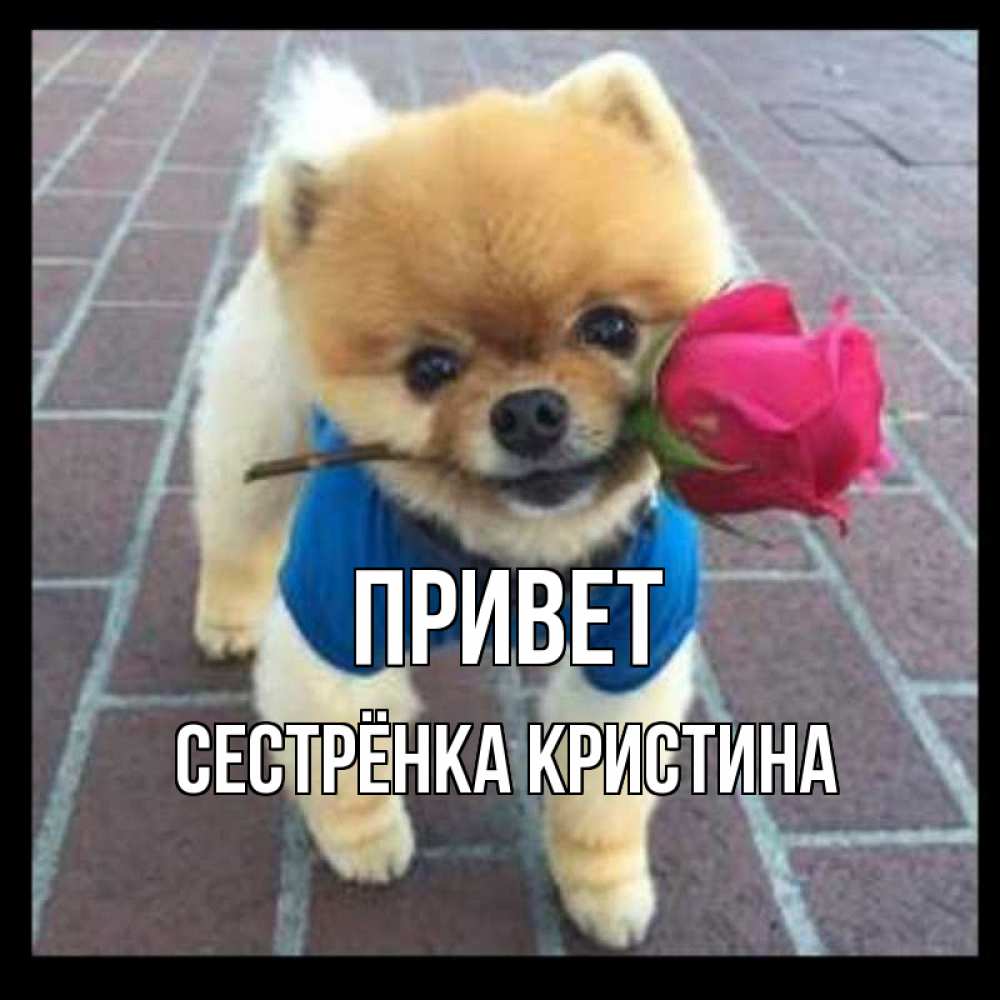 Открытка на каждый день с именем, Сестрёнка-Кристина Привет роза в зубах у собаки Прикольная открытка с пожеланием онлайн скачать бесплатно 