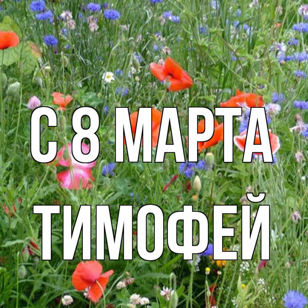 Открытка на каждый день с именем, Тимофей С 8 МАРТА международный женский день 4 Прикольная открытка с пожеланием онлайн скачать бесплатно 