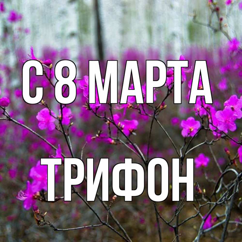 Открытка на каждый день с именем, Трифон С 8 МАРТА дикие цветы Прикольная открытка с пожеланием онлайн скачать бесплатно 