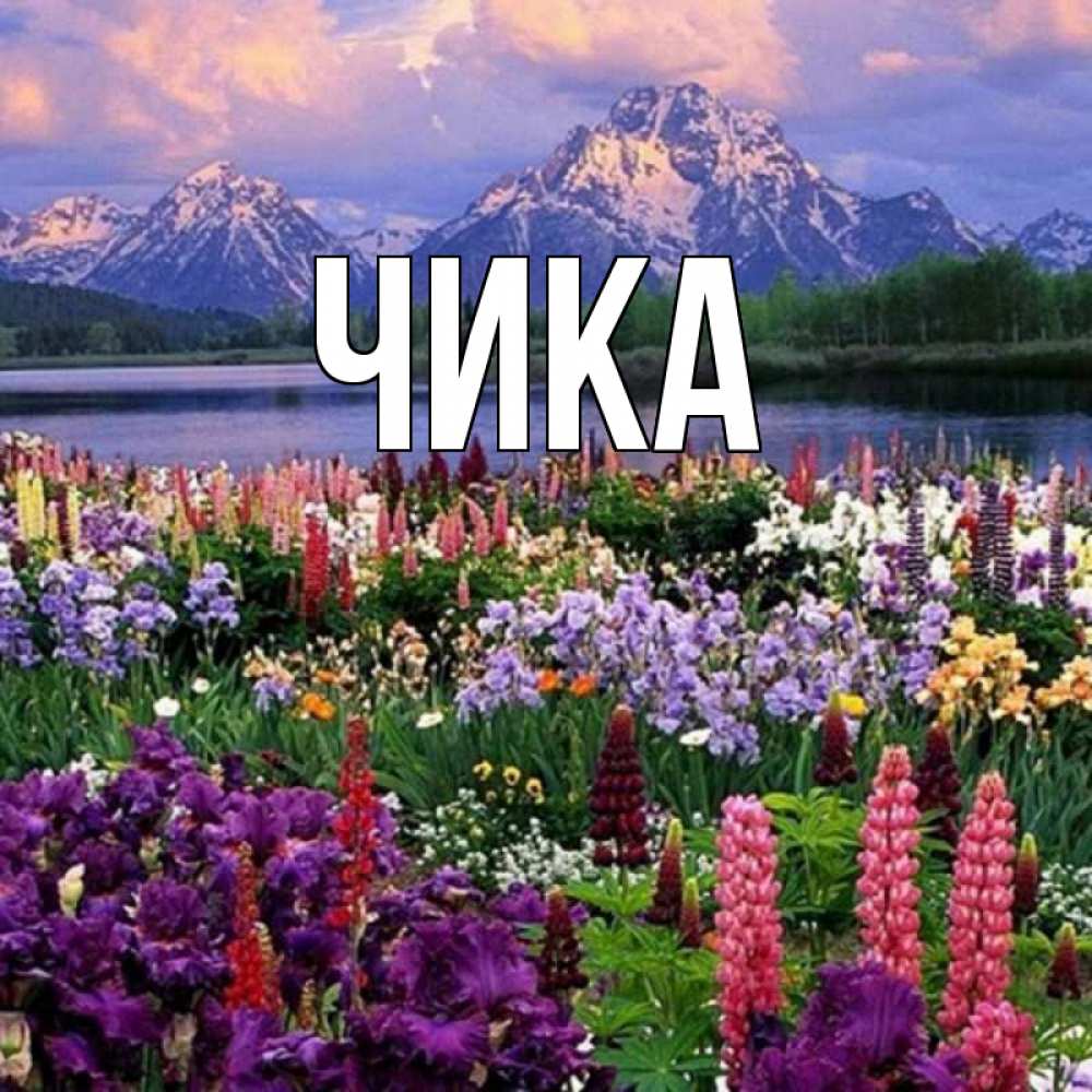 Открытка на каждый день с именем, Чика Главная праздник весны наурыз Прикольная открытка с пожеланием онлайн скачать бесплатно 