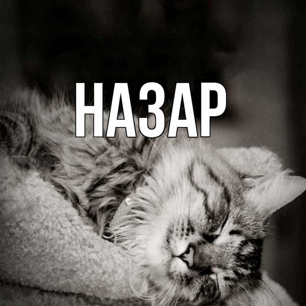 Открытка на каждый день с именем, Назар Главная котярик пушистый Прикольная открытка с пожеланием онлайн скачать бесплатно 