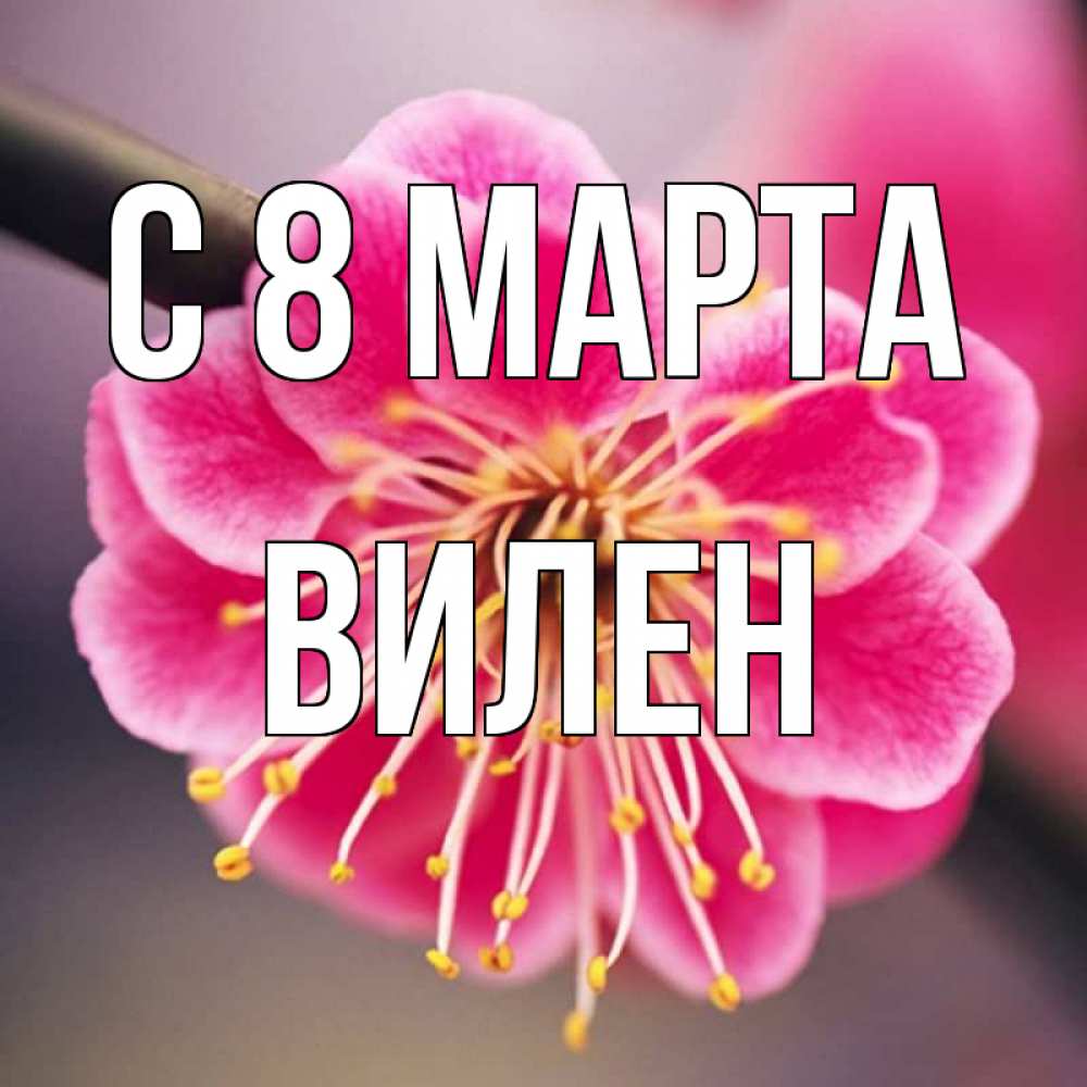 Открытка на каждый день с именем, Вилен С 8 МАРТА цветы Прикольная открытка с пожеланием онлайн скачать бесплатно 