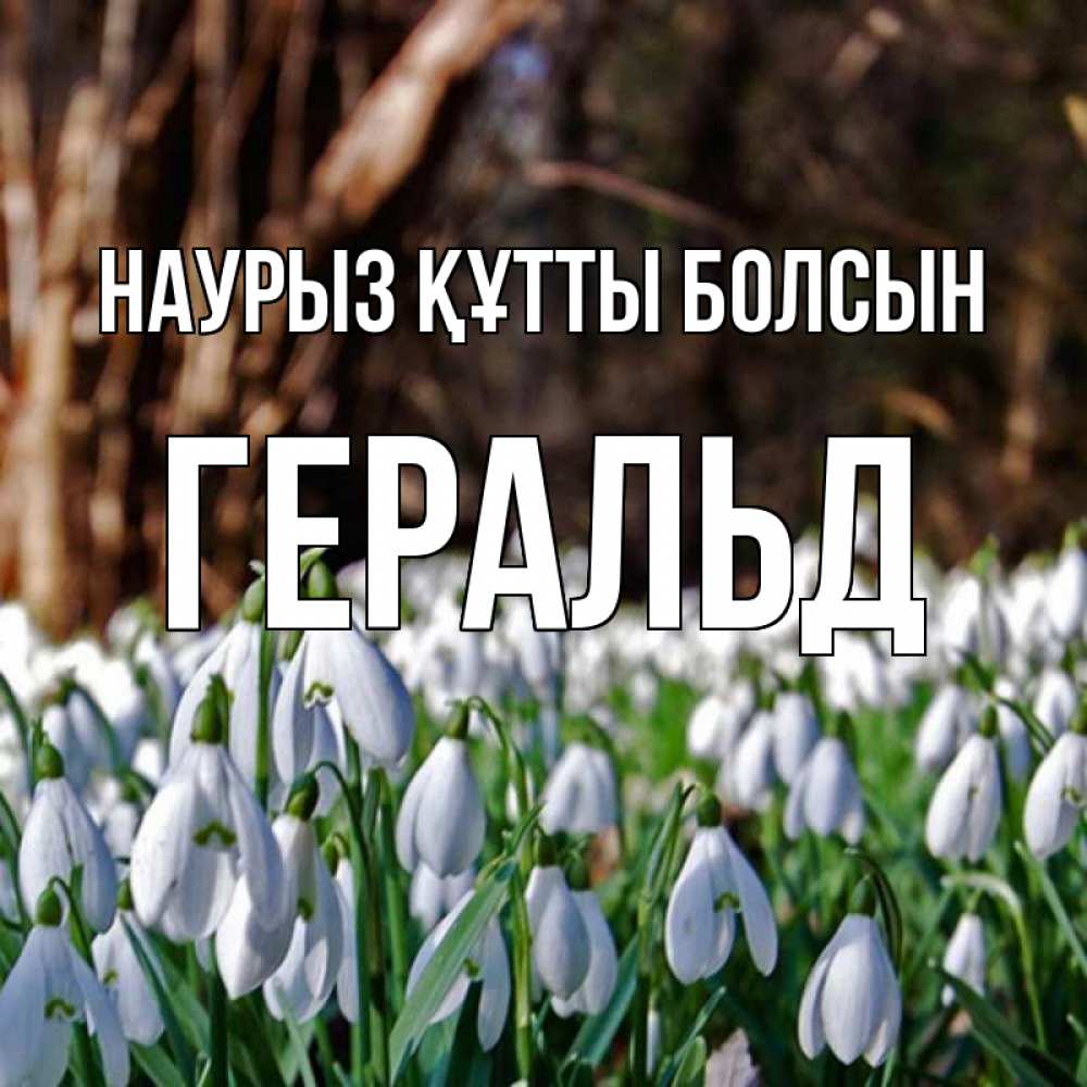 Открытка на каждый день с именем, Геральд Наурыз құтты болсын с подснежниками 1 Прикольная открытка с пожеланием онлайн скачать бесплатно 