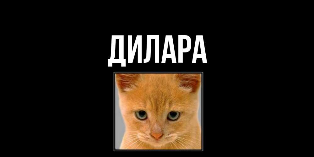 Открытка на каждый день с именем, Дилара Главная рыжий грустный кот просит прощения Прикольная открытка с пожеланием онлайн скачать бесплатно 