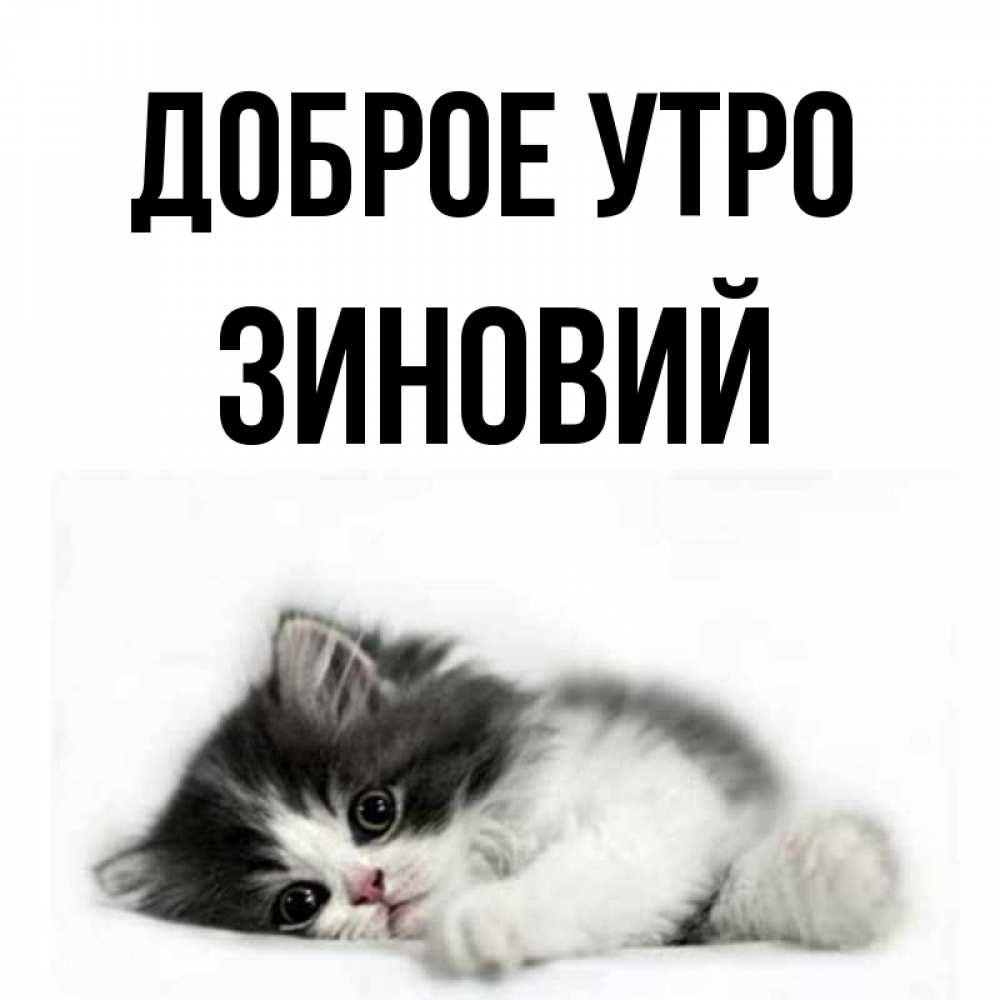 Открытка на каждый день с именем, Зиновий Доброе утро кот лапки Прикольная открытка с пожеланием онлайн скачать бесплатно 