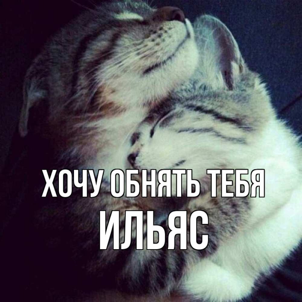 Открытка на каждый день с именем, Ильяс Хочу обнять тебя полосатики Прикольная открытка с пожеланием онлайн скачать бесплатно 