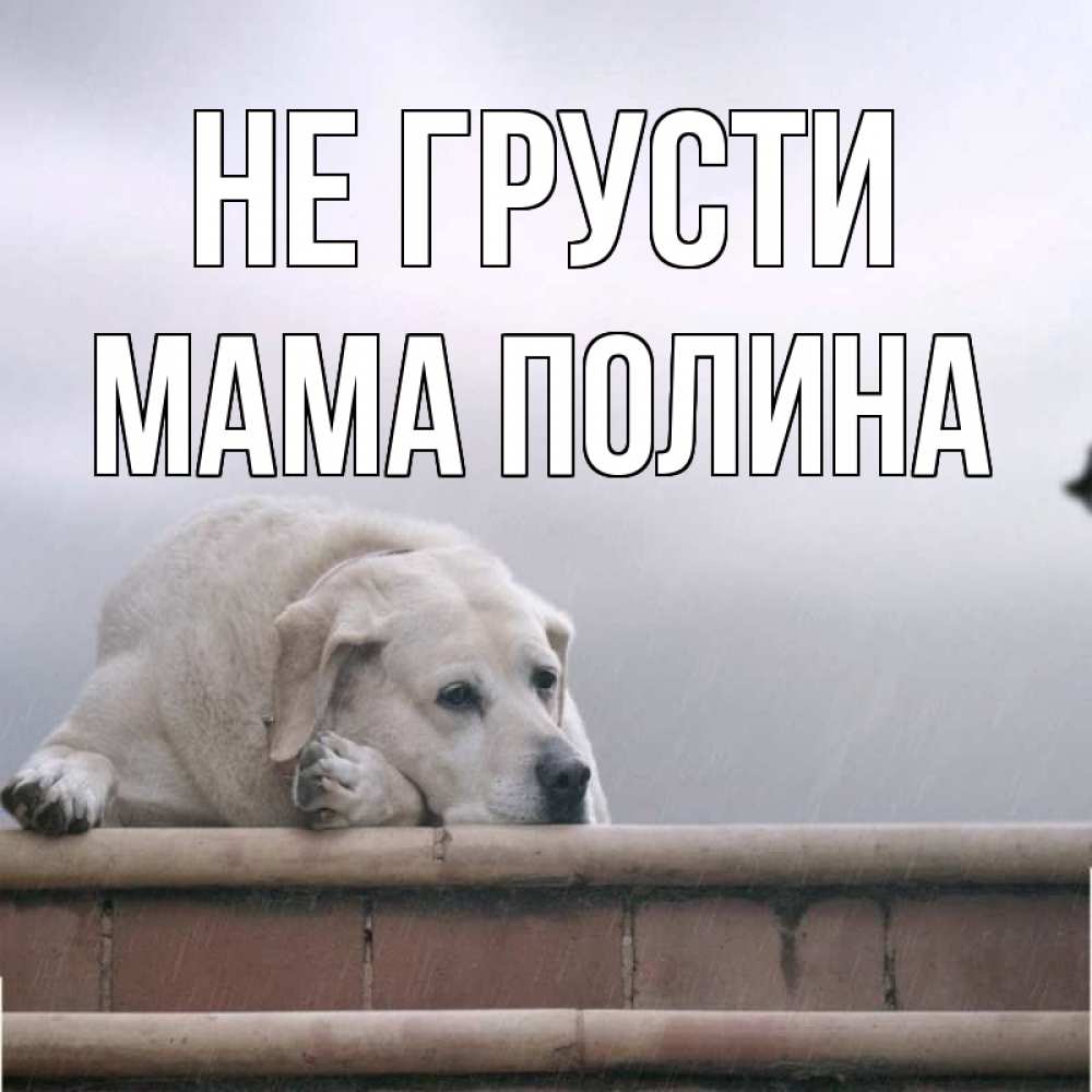 Открытка на каждый день с именем, Мама-Полина Не грусти белый пес 1 Прикольная открытка с пожеланием онлайн скачать бесплатно 