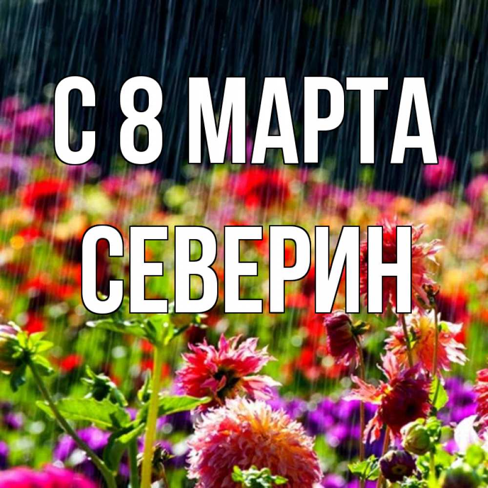Открытка на каждый день с именем, Северин С 8 МАРТА цветы под дождиком к международному женскому дню Прикольная открытка с пожеланием онлайн скачать бесплатно 