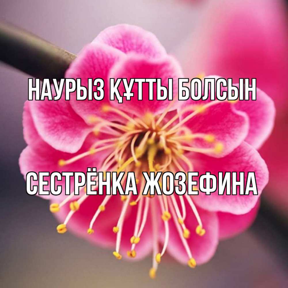 Открытка на каждый день с именем, Сестрёнка-Жозефина Наурыз құтты болсын цветы Прикольная открытка с пожеланием онлайн скачать бесплатно 