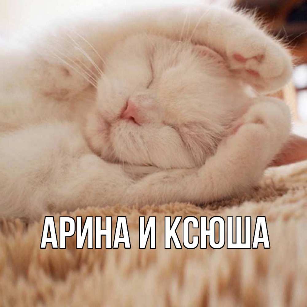 Открытка на каждый день с именем, Арина-и-Ксюша Главная белый кот Прикольная открытка с пожеланием онлайн скачать бесплатно 