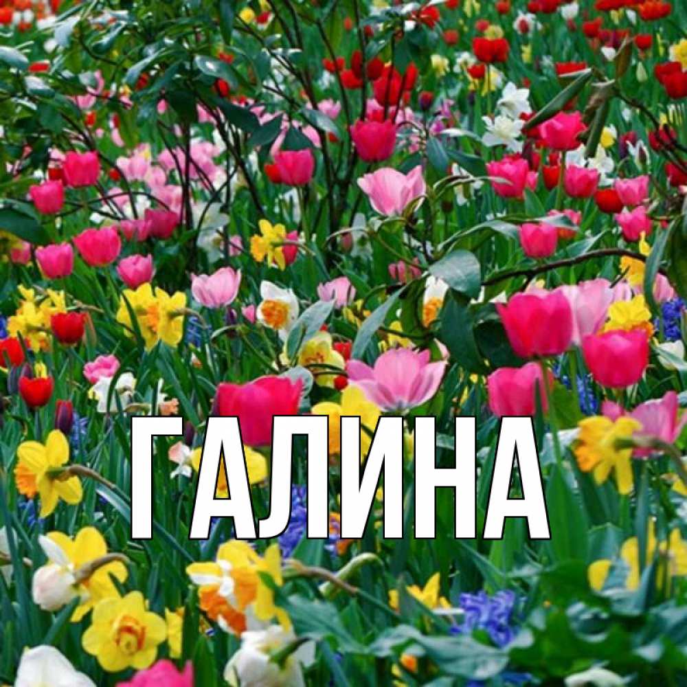 Открытка на каждый день с именем, Галина Главная с международным женским днем поздравления для женщины Прикольная открытка с пожеланием онлайн скачать бесплатно 