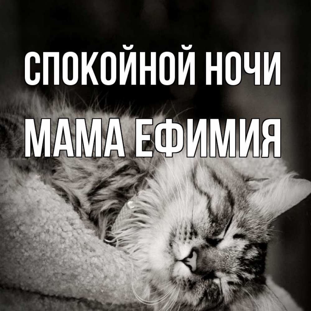 Открытка на каждый день с именем, Мама-Ефимия Спокойной ночи котярик пушистый Прикольная открытка с пожеланием онлайн скачать бесплатно 