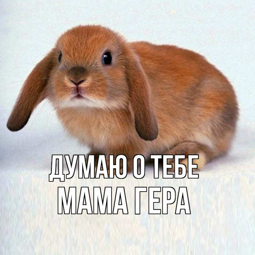 Открытка на каждый день с именем, Мама-Гера Думаю о тебе кроль коричневый Прикольная открытка с пожеланием онлайн скачать бесплатно 