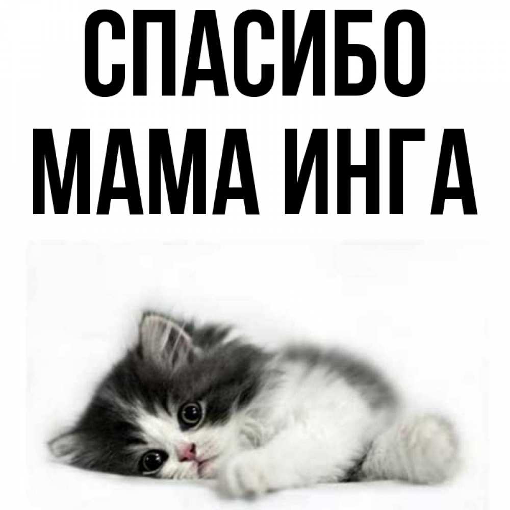 Открытка на каждый день с именем, Мама-Инга Спасибо черный и белый кот Прикольная открытка с пожеланием онлайн скачать бесплатно 