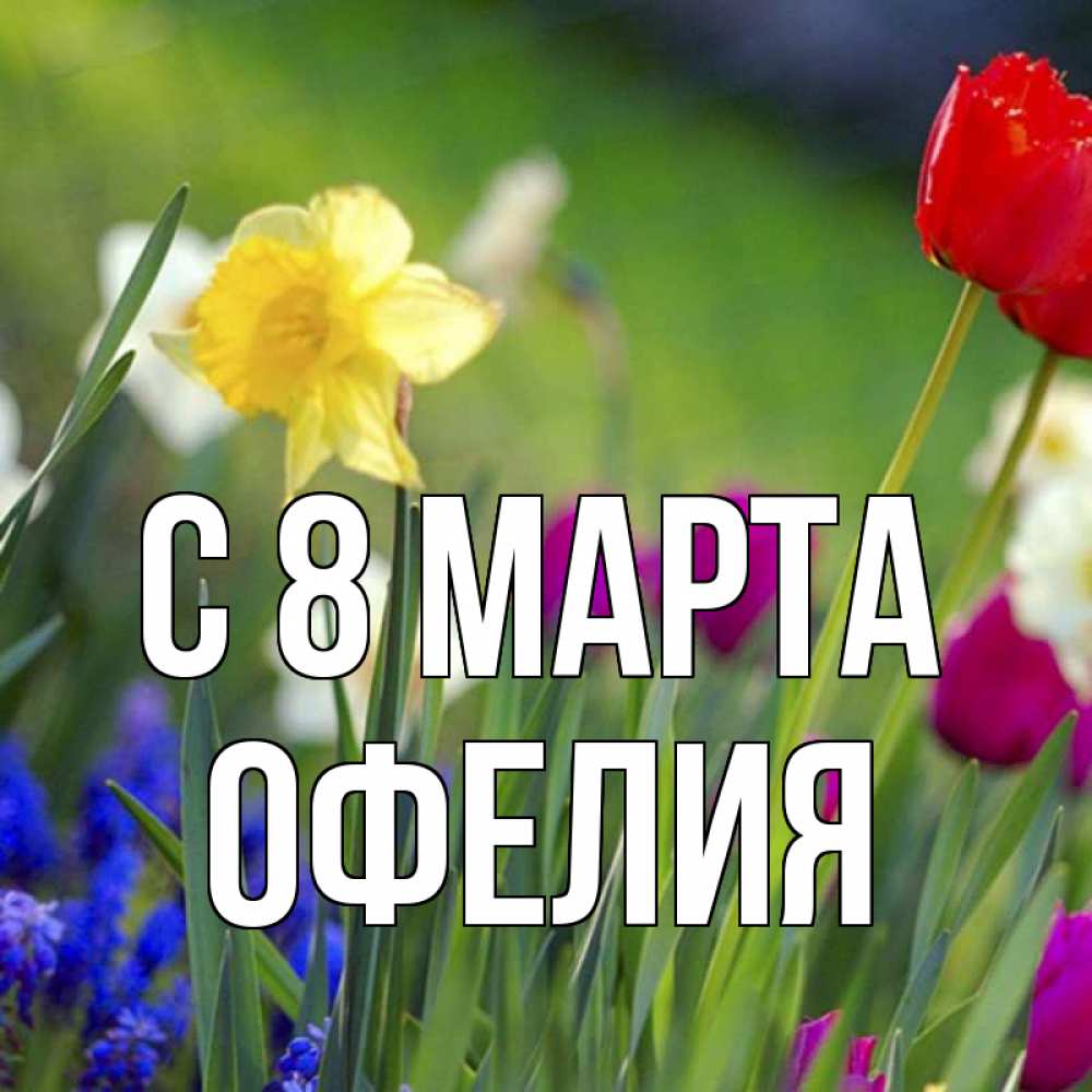 Открытка на каждый день с именем, Офелия С 8 МАРТА международный женский день 3 Прикольная открытка с пожеланием онлайн скачать бесплатно 