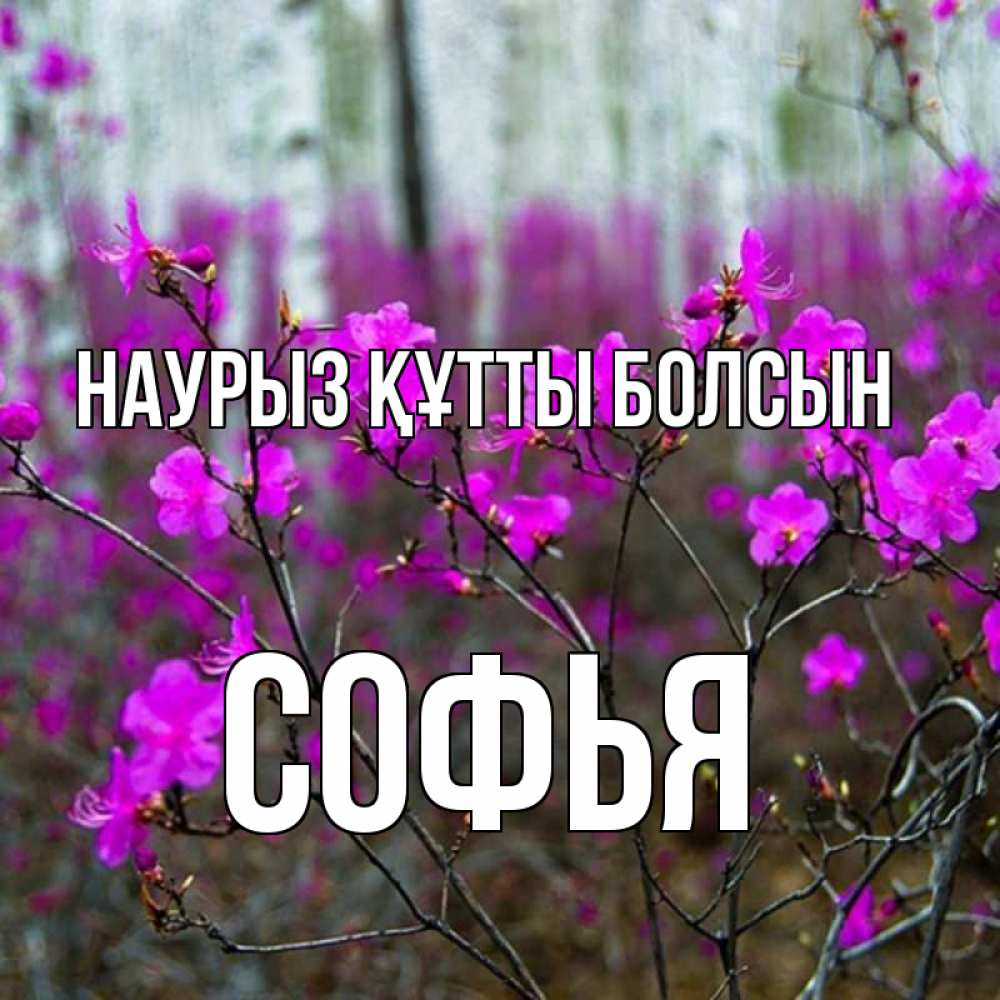 Открытка на каждый день с именем, Софья Наурыз құтты болсын дикие цветы Прикольная открытка с пожеланием онлайн скачать бесплатно 