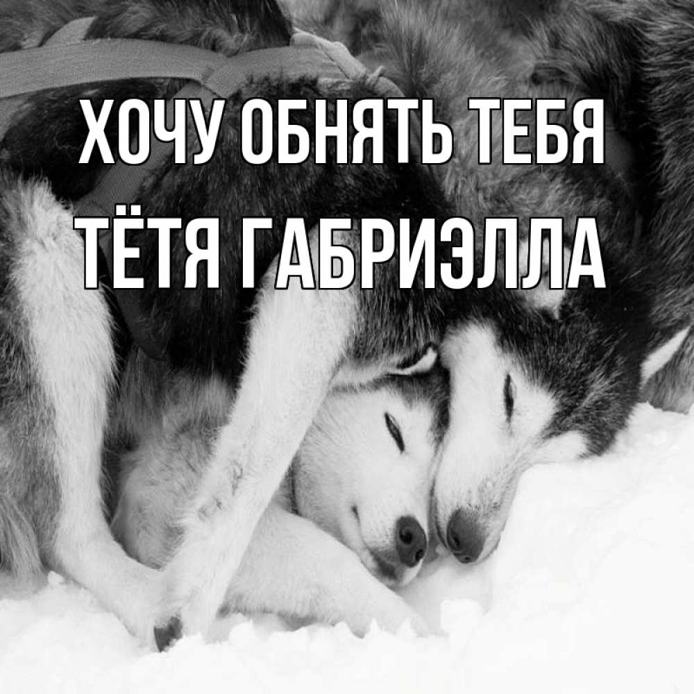 Открытка на каждый день с именем, Тётя-Габриэлла Хочу обнять тебя собачки в упряжке Прикольная открытка с пожеланием онлайн скачать бесплатно 