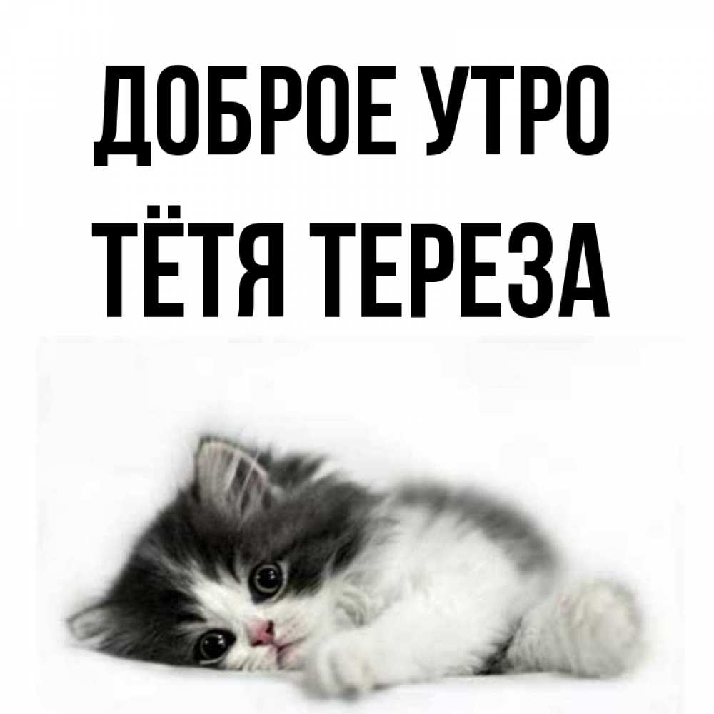 Открытка на каждый день с именем, Тётя-Тереза Доброе утро кот лапки Прикольная открытка с пожеланием онлайн скачать бесплатно 