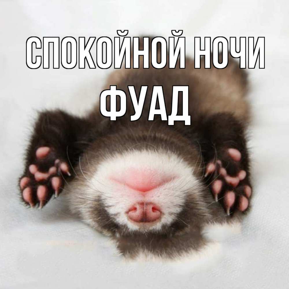 Открытка на каждый день с именем, Фуад Спокойной ночи зверек Прикольная открытка с пожеланием онлайн скачать бесплатно 