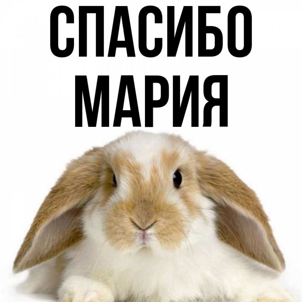 Спасибо Мария
